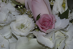 SN_PH18_IMG_5771.jpg