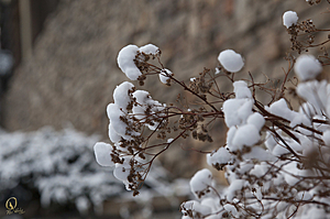 Tahoe_PH17_IMG_2860.jpg