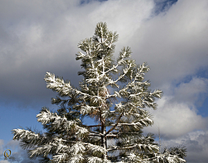Tahoe_PH17_IMG_2878.jpg