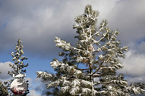 Tahoe_PH17_IMG_2879.jpg