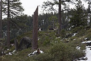 Tahoe_PH17_IMG_2634.jpg