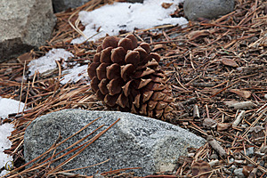 Tahoe_PH17_IMG_2718.jpg