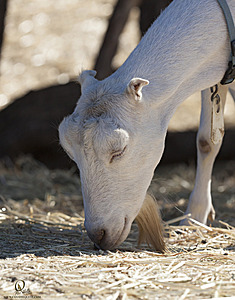 goats_PH18_IMG_0568.jpg