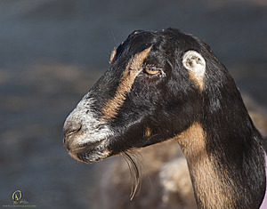 goats_PH18_IMG_0594.jpg