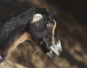 goats_PH18_IMG_0595.jpg