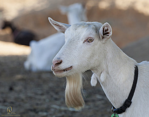 goats_PH18_IMG_0621.jpg
