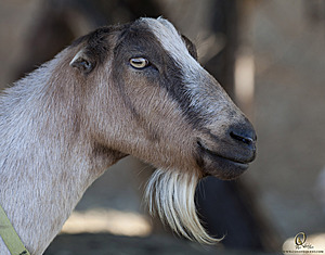 goats_PH18_IMG_0626.jpg