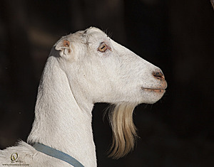goats_PH18_IMG_0635.jpg