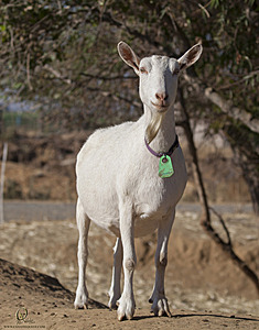 goats_PH18_IMG_0651.jpg