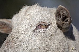 goats_PH18_IMG_0656.jpg