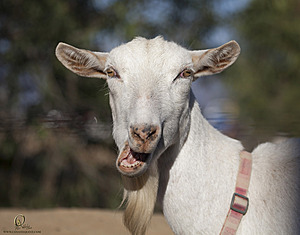 goats_PH18_IMG_0658.jpg