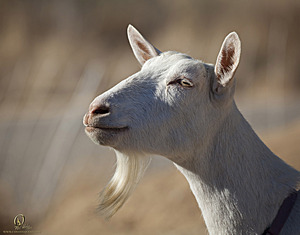 goats_PH18_IMG_0660.jpg