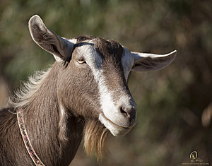 goats_PH18_IMG_0667.jpg