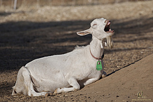 goats_PH18_IMG_0669.jpg