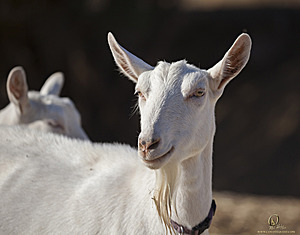 goats_PH18_IMG_0679.jpg