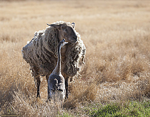goats_PH18_IMG_0692.jpg