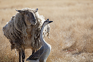 goats_PH18_IMG_0701.jpg