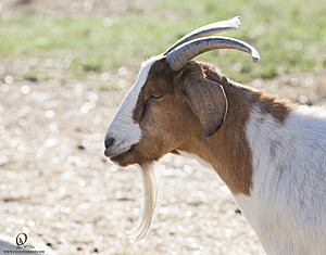 goats_PH18_IMG_0714.jpg