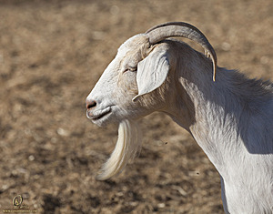 goats_PH18_IMG_0718.jpg