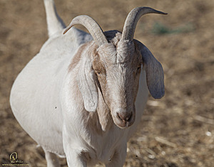 goats_PH18_IMG_0722.jpg