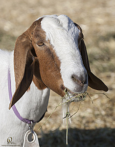 goats_PH18_IMG_0725.jpg