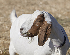 goats_PH18_IMG_0726.jpg