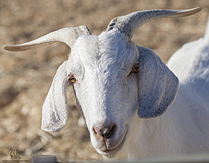 goats_PH18_IMG_0731.jpg