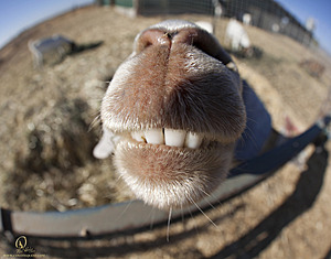 goats_PH18_IMG_0732.jpg