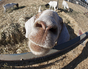 goats_PH18_IMG_0734.jpg