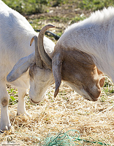 goats_PH18_IMG_0736.jpg