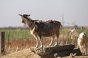 goats_PH18_IMG_0741.jpg