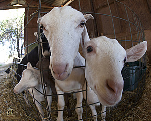 goats_PH18_IMG_0754.jpg