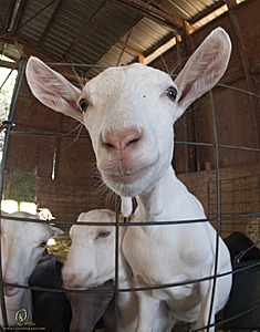 goats_PH18_IMG_0761.jpg