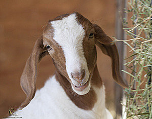 goats_PH18_IMG_0774.jpg