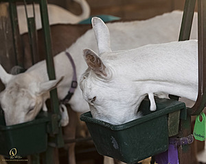goats_PH18_IMG_0781.jpg