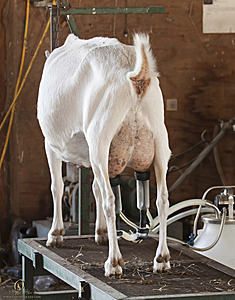 goats_PH18_IMG_0784.jpg