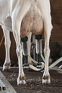 goats_PH18_IMG_0785.jpg