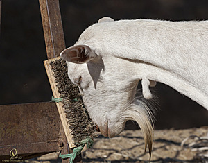 goats_PH18_IMG_0809.jpg