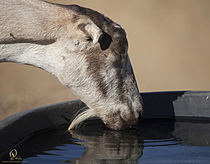 goats_PH18_IMG_0817.jpg