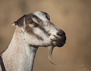 goats_PH18_IMG_0818.jpg