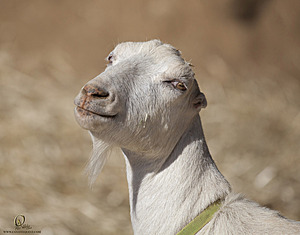 goats_PH18_IMG_0830.jpg