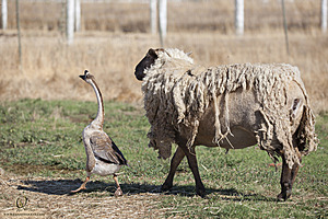 goats_PH18_IMG_0844.jpg