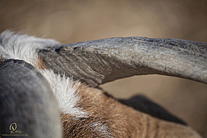goats_PH18_IMG_0848.jpg