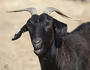 goats_PH18_IMG_0852.jpg
