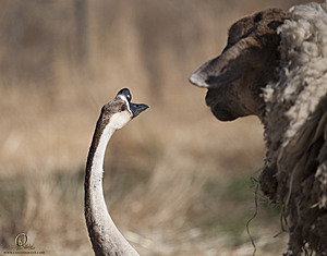 goats_PH18_IMG_0869.jpg