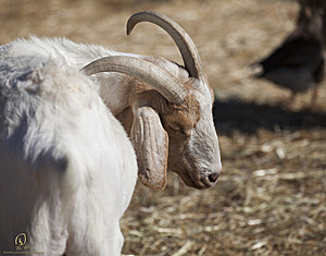 goats_PH18_IMG_0876.jpg