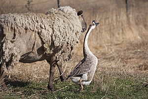 goats_PH18_IMG_0886.jpg