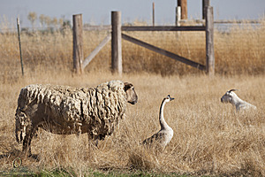 goats_PH18_IMG_0889.jpg