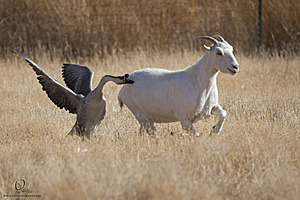 goats_PH18_IMG_0893.jpg