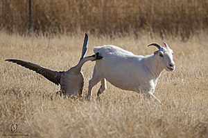 goats_PH18_IMG_0894.jpg